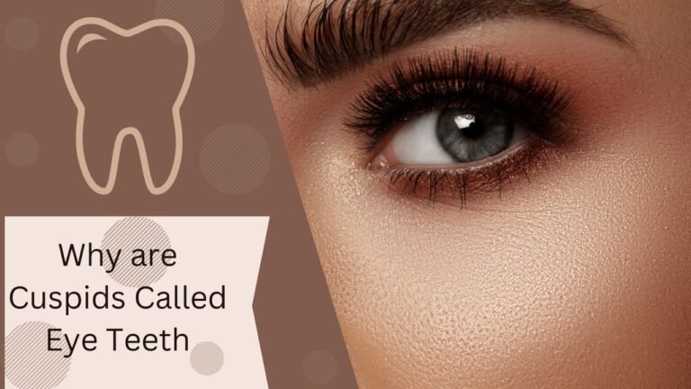 Why are Cuspids Called Eye Teeth?