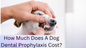 How Much Does A Dog Dental Prophylaxis Cost?