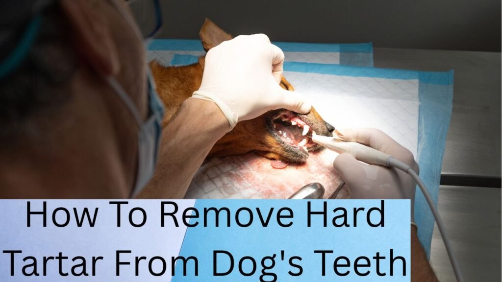 How To Remove Hard Tartar From Dog's Teeth How To Remove Hard Tartar From Dog's Teeth