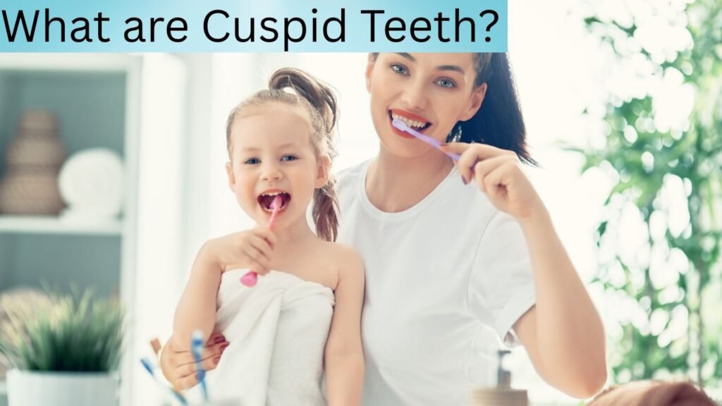 What are Cuspid Teeth What are Cuspid Teeth?