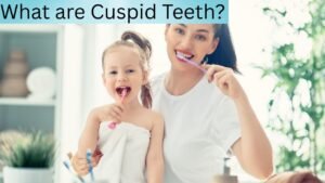 What are Cuspid Teeth?